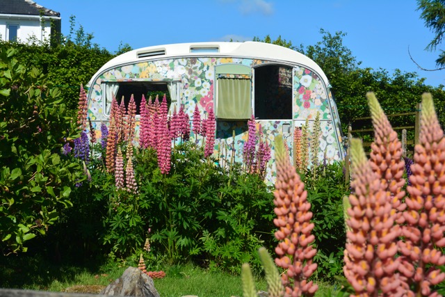 Dartmoor flower garden inspiration for artist￼